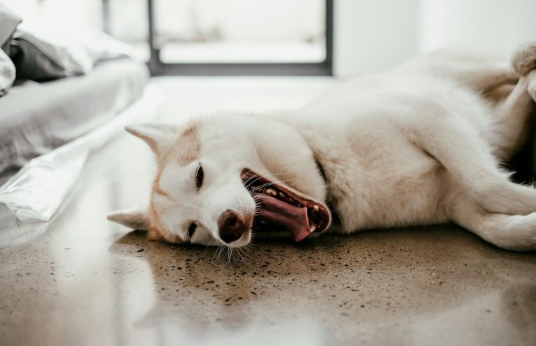 Hund liegt und gähnt Gähnender Hund
