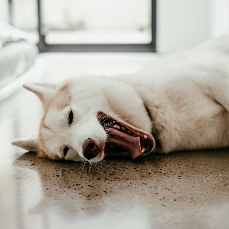 Ein entspannter Hund liegt auf dem Boden und gähnt.