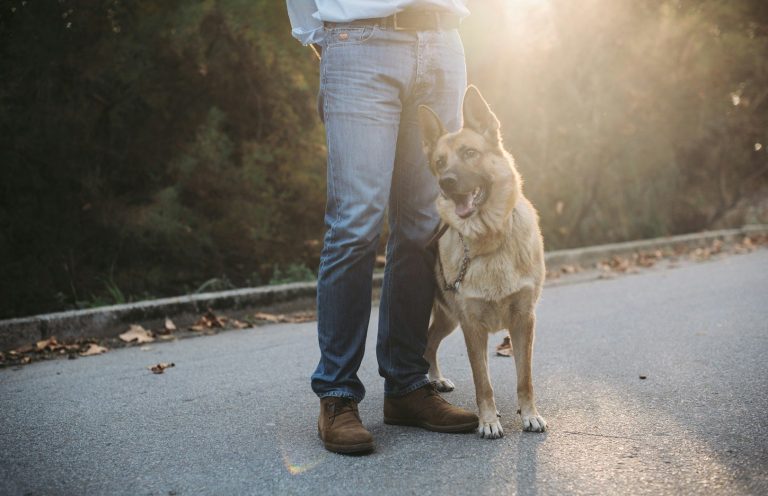 Einzeltraining Hund Ein Mensch steht neben einem freundlichen Hund auf einem Weg, beleuchtet von Sonnenlicht.