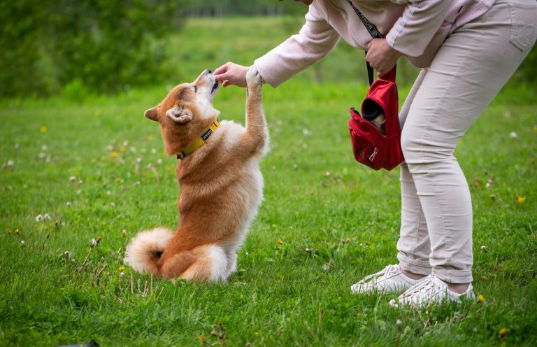 Hund Trick Hund macht Trick