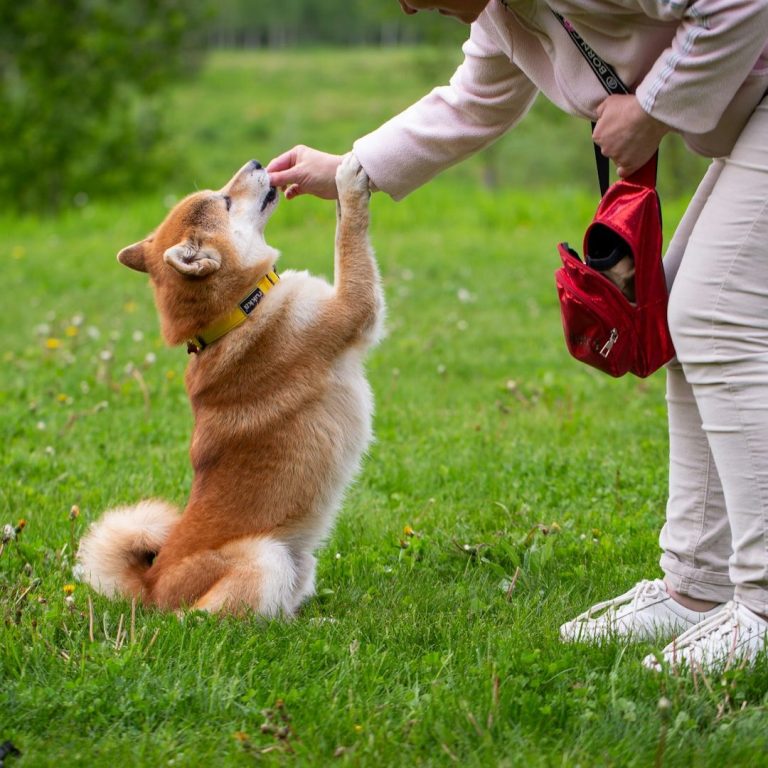 Hund macht Tricks Ein Hund sitzt auf Gras und erhält Leckerli von einer Person.