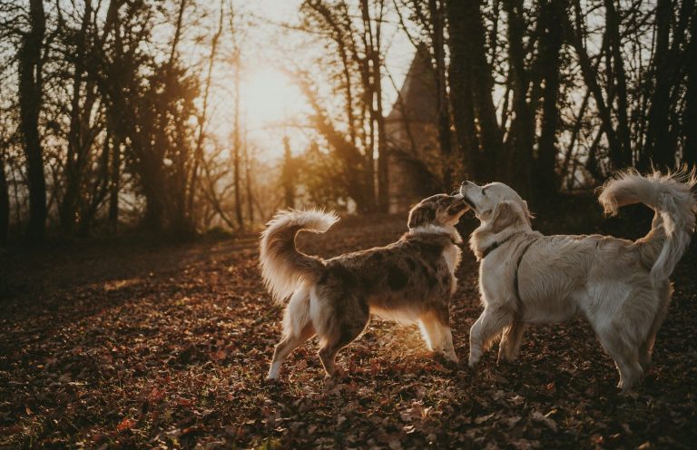 Sozialkontaktstunde Zwei Hunde haben Kontakt und stehen im Abendlicht im Wald.