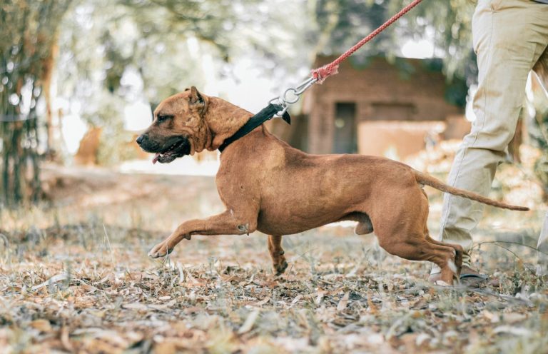 Ziehender Hund Hund zieht an Leine