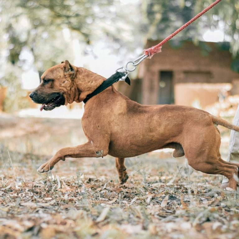 Ein brauner Hund läuft an der Leine durch einen parkähnlichen Bereich.