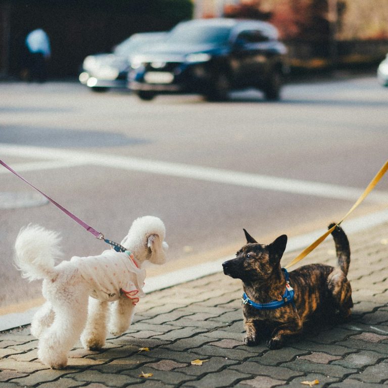 Hunde begegnen sich an der Leine auf Gehweg.