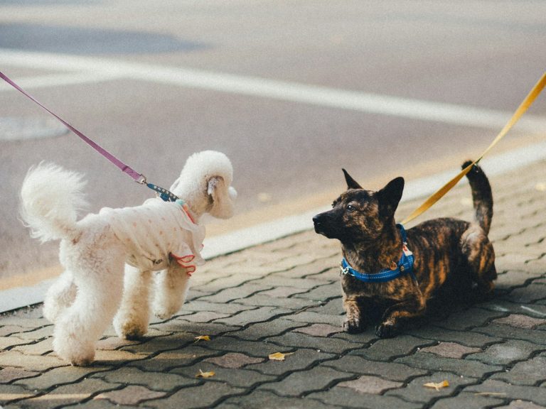 Zwei Hunde begegnen sich an der Leine auf einem Gehweg.