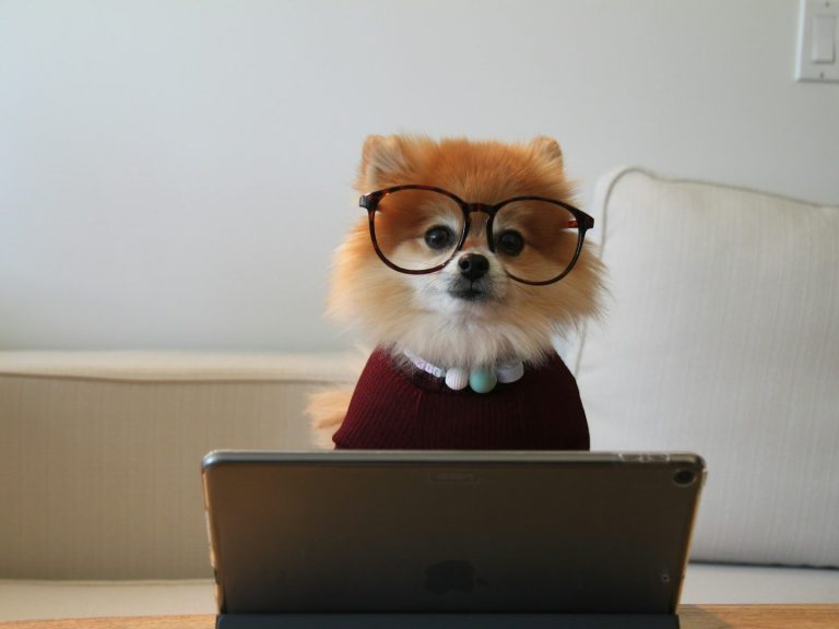 Webinare Hundeschule Ein Pomeranian-Hund trägt eine Brille und sitzt vor einem Tablet.