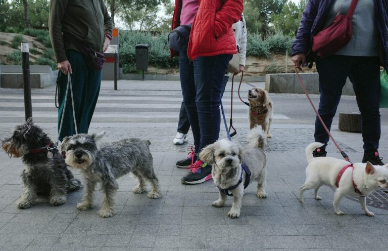 Junghundekurs Mehrere Menschen stehen mit ihren Hunden auf Weg
