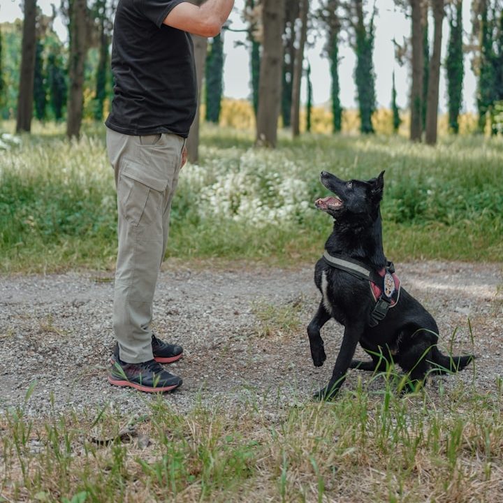 Mann mit Hund beim Training Mann steht vor Hund und trainiert