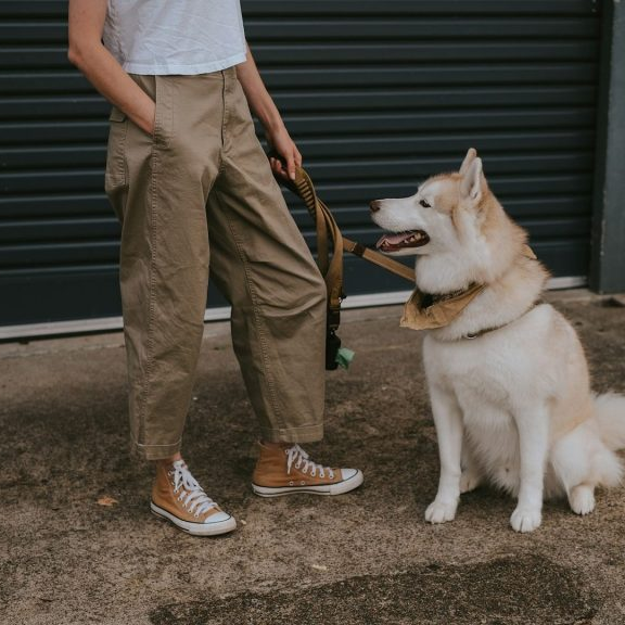 Person mit beigen Hosen und Sneakers steht neben einem Hund. Hunde trägt Halstuch.